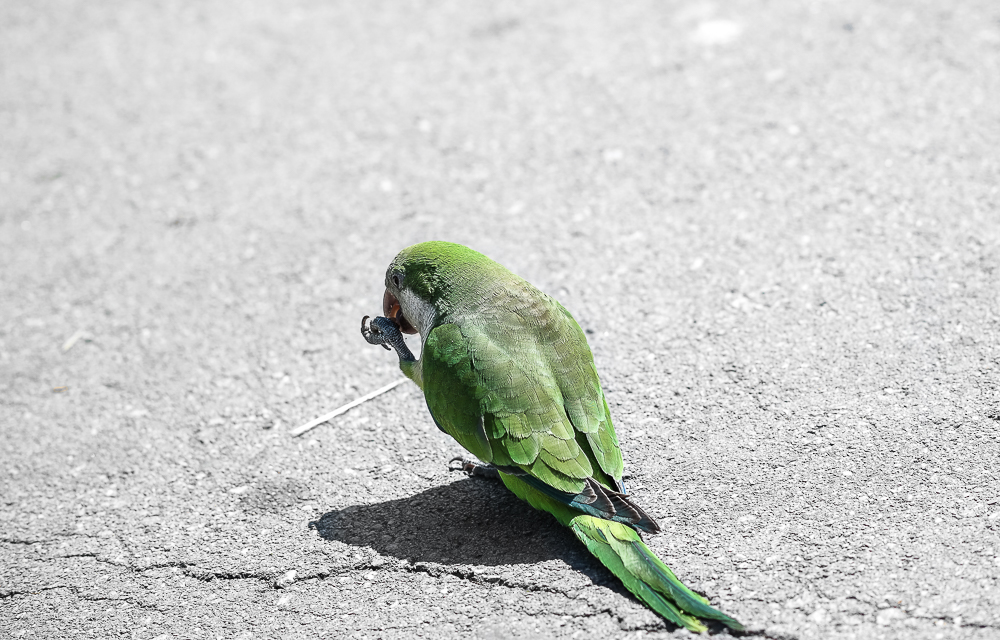 grüner-Papagei